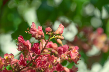 Pink flowers of Aesculus carnea, close-up. red horse-chestnut.