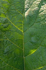 Green burdock leaf, close-up. Veins of a green leaf.