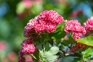 Beautiful pink flowers of Crataegus laevigata, close-up. Spring bloom. Floral background. Midland hawthorn