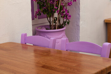 magenta colors of begonville plant in pot in greek mediterranean street cafe with lilac chairs