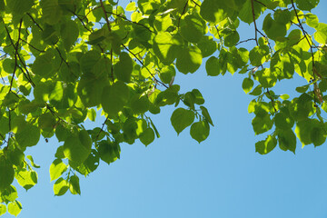 Green linden leaves and blue sky. Summer natural background.