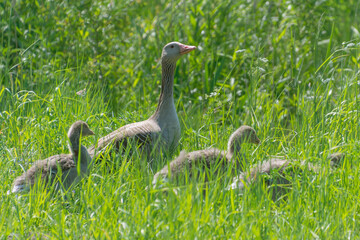 Greylag goose goslings are hiding in the green grass.