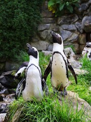 Two black-footed penguins look up simultaneously. Spheniscus demersus.
