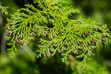 Many  japanese cypress flower buds in spring.
