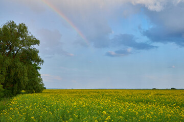 Spring agricultural landscape with big rape fields and rainbow in sky