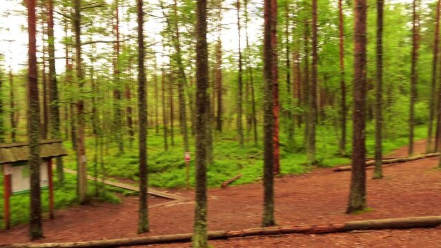 Swamp Viru Raba in Estonia