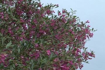 bush with red flowers near a river in the desert