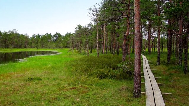 Swamp Viru Raba in Estonia