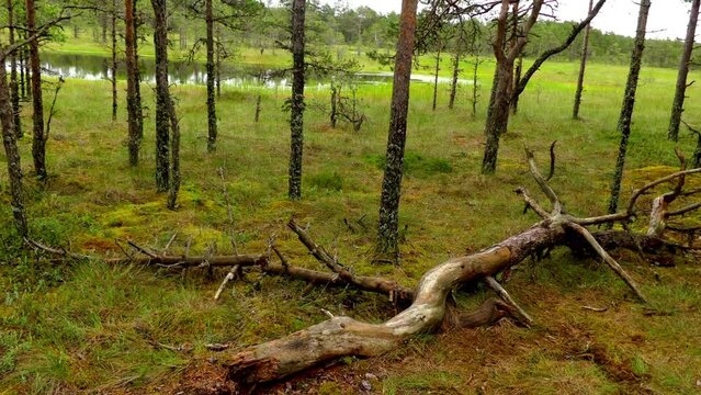 Swamp Viru Raba in Estonia