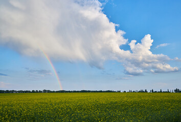 agricultural landscape with big rape fields and rainbow in blue sky