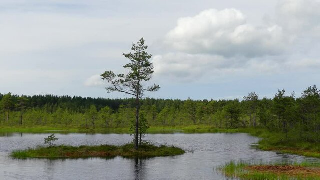 Swamp Viru Raba in Estonia