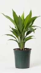 A potted plant with vibrant green leaves against a crisp white backdrop