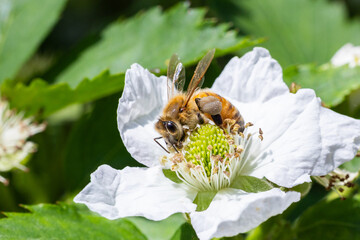 Honeybee sucking nectar from a blackberry flower.