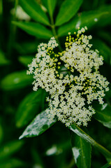close up of a flower of a plant