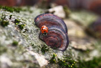 Ladybird on mushroom. Macro photo with a beetle