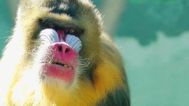 Mandrill (Mandrillus sphinx) is primate of monkey