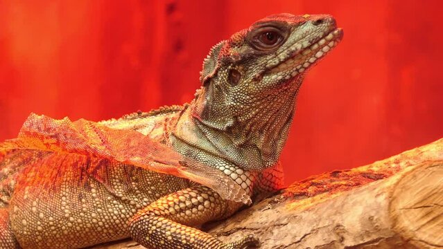 Weber's sailfin lizard (Hydrosaurus weberi)