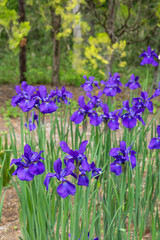 Blue iris flowers that bloom beautifully in early summer.