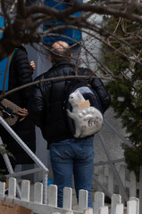 White cat in owner's transparent backpack.