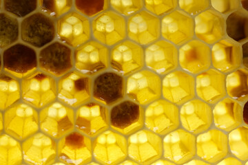 close up photo of a honeycomb	