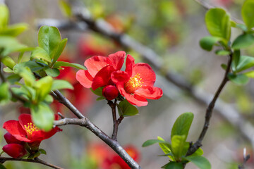 Japanese quince flowers blooming neatly in the forest.