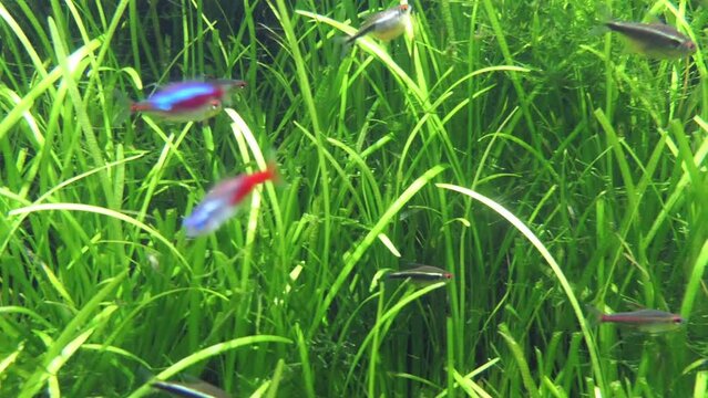 cardinal tetra (Paracheirodon axelrodi)
