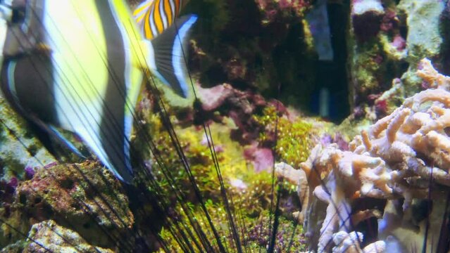 Moorish idol (Zanclus cornutus) is marine fish species, sole extant representative of family Zanclidae in order Perciformes. A common inhabitant of tropical to subtropical reefs and lagoons.