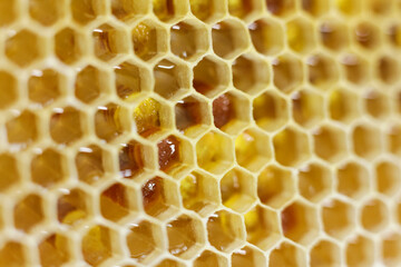 close up photo of a honeycomb