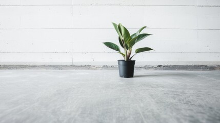 Vibrant green plant in sleek black pot against a stark concrete backdrop