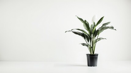 A lush potted plant sits serenely on a minimalist white table, bringing life to the clean space