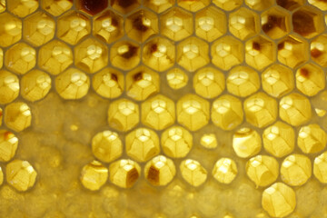 close up photo of a honeycomb