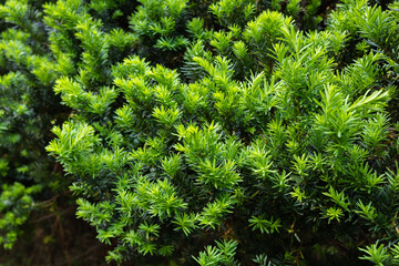 Sprouts of Japanese yew that sprouted in early summer.