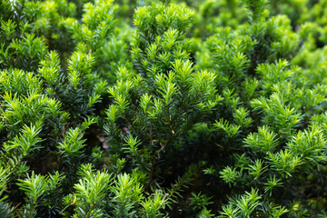 Sprouts of Japanese yew that sprouted in early summer.