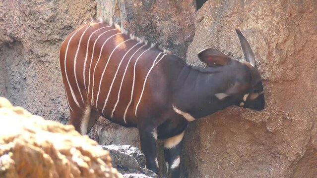 Bongo (Tragelaphus eurycerus) is a herbivorous forest ungulate. Bongos are characterised by a striking reddish-brown coat, black and white markings, white-yellow stripes and slightly spiralled horns