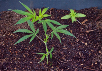 cannabis plant
