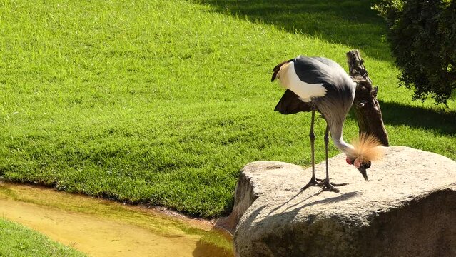 Black crowned crane (Balearica pavonina)