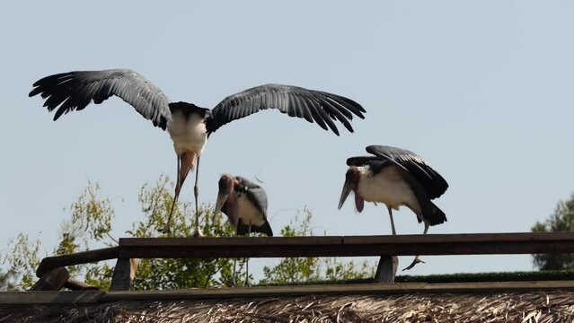 Leptoptilos is a genus of very large tropical storks, also known as the adjutant bird. The name means thin (lepto) feather (ptilos).