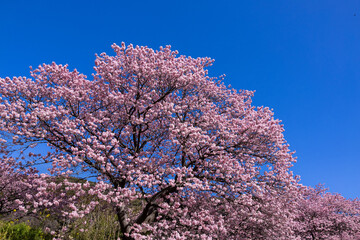 Beautiful Kawazu cherry blossoms blooming at the riverside of Izu.
