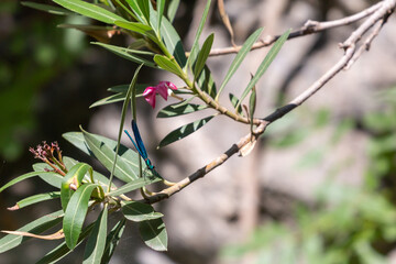 View of a branch with flowers in Sapadere