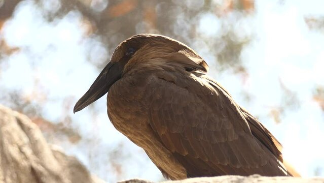Hamerkop (Scopus umbretta)