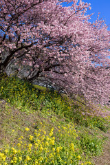 Beautiful Kawazu cherry blossoms in early spring in Japan.