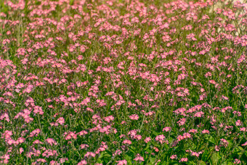 Pink Myosotis flowers in a flowerbed. forget-me-nots