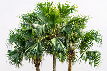 Fototapeta premium palm tree, plant