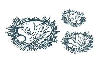 Vector illustration of sea urchin. Hand drawn seafood.