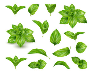 Fresh leaves of mint, realistic aromatic plant for cooking and preparing dishes. Vector fragrant foliage, gardening and buying components for food. Natural organic ingredient for refreshing drinks