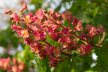 Pink flowers of Aesculus carnea, close-up. red horse-chestnut.