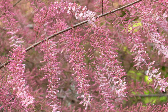 Beautiful pink flowers of Tamarix parviflora. smallflower tamarisk. Spring bloom.