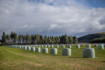 Multi-colored rolls of packed hay symmetrically located across the field, an unusual farm landscape