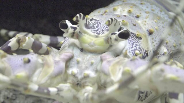 Spiny lobsters, also known as langustas, langouste
