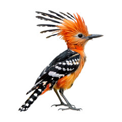 Fototapeta premium Hoopoe bird. Isolated on transparent background.